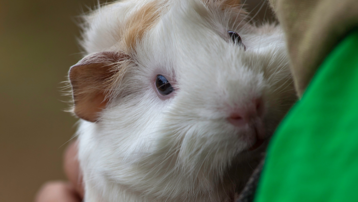 Guinea Pigs